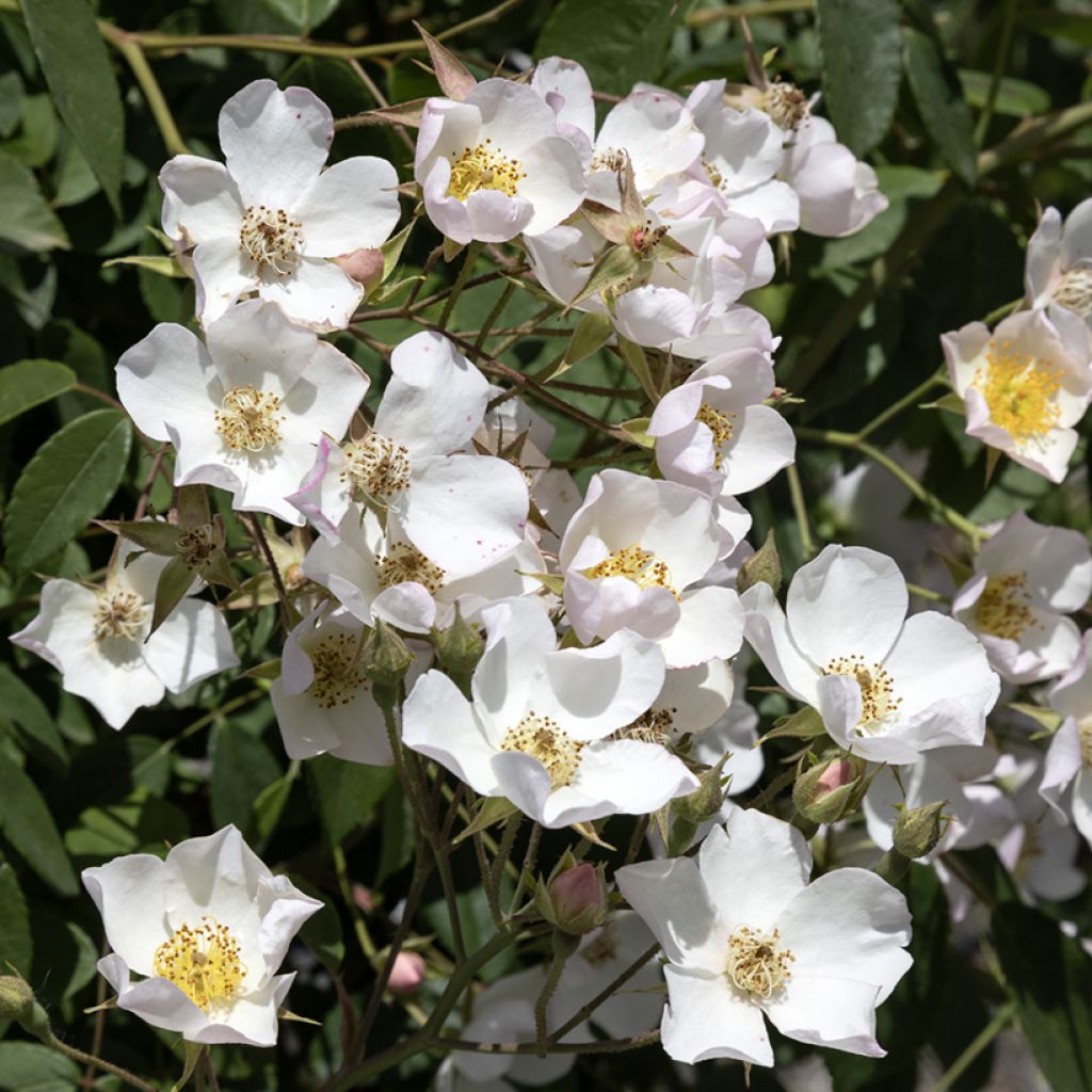 Rosa rampicante Kiftsgate