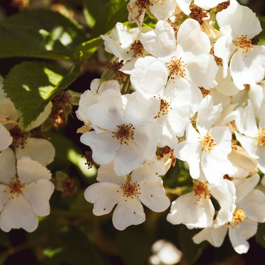 Rosa rampicante Kiftsgate