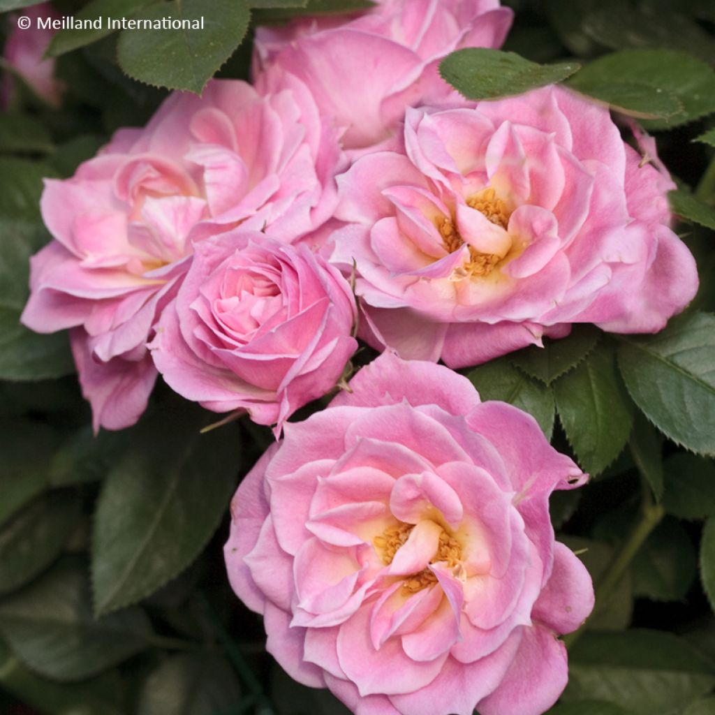 Rosa Belle Symphonie - Rose miniatura