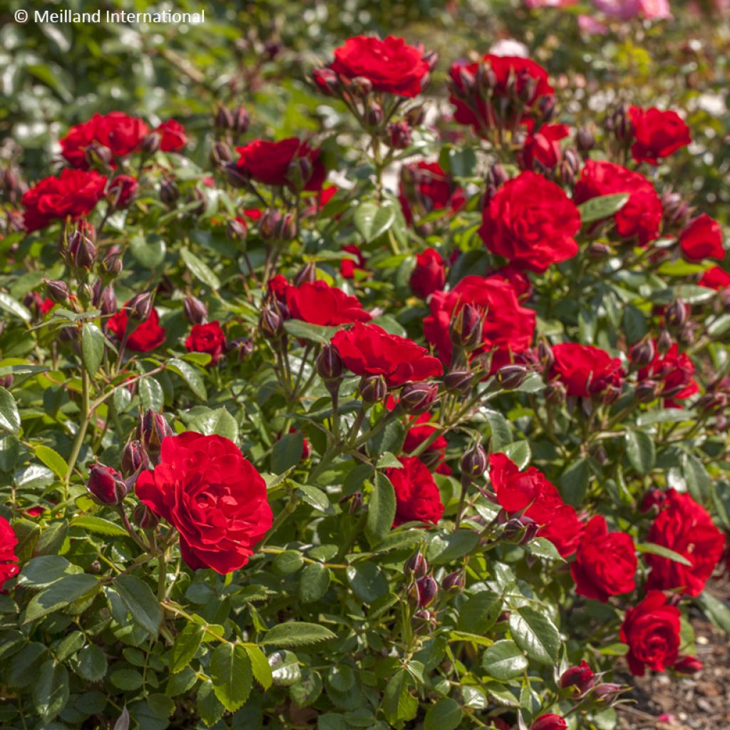 Rosa Tilt Symphonie - Rose miniatura