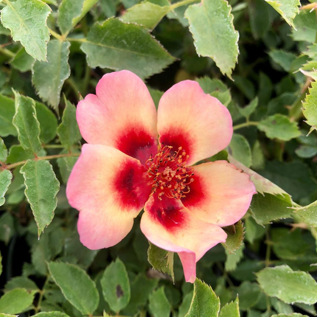 Rosa tappezzante Fancy Babylon Eyes