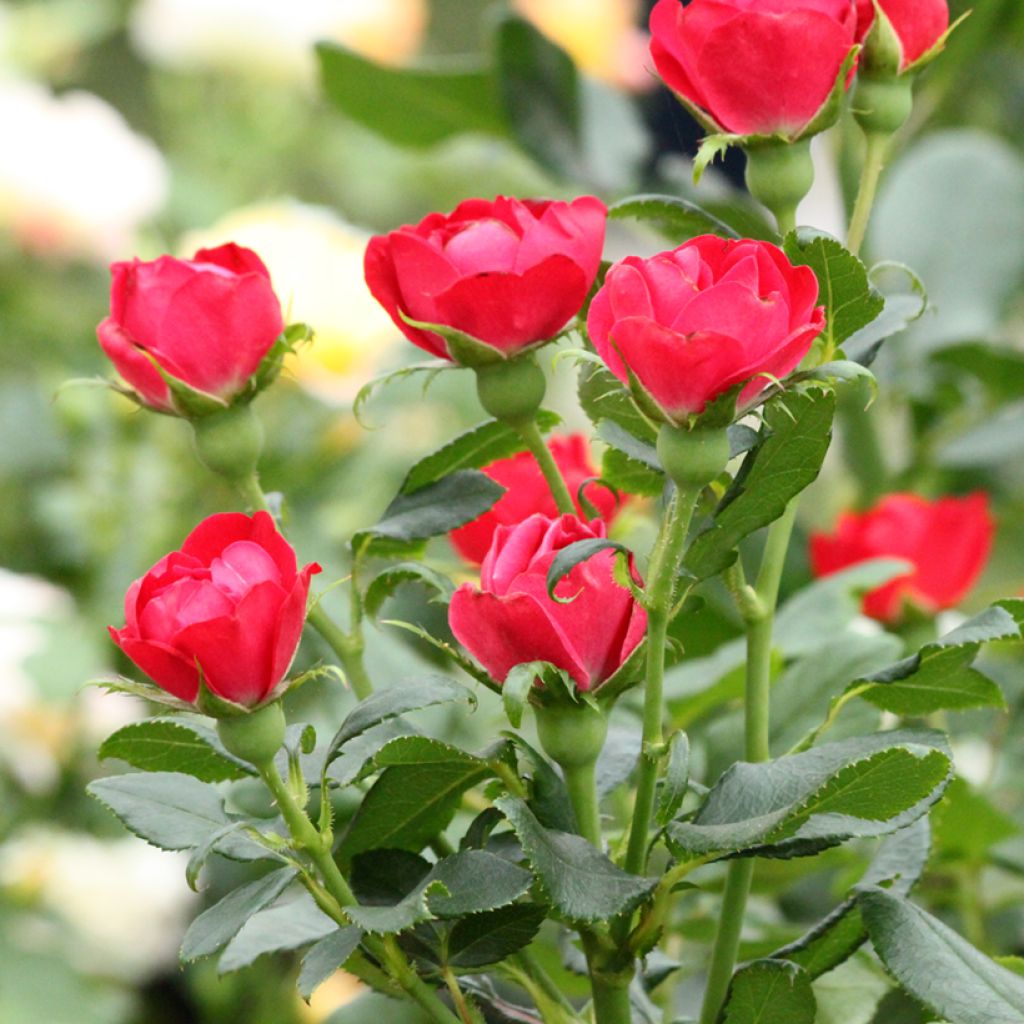 Rosa tappezzante Zepeti Meibenbino