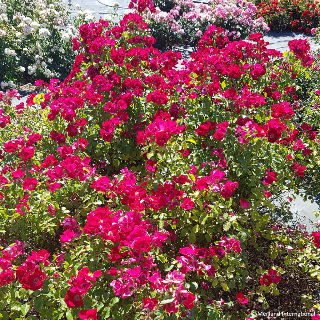 Rosa polyantha Friendly Red Meiariba