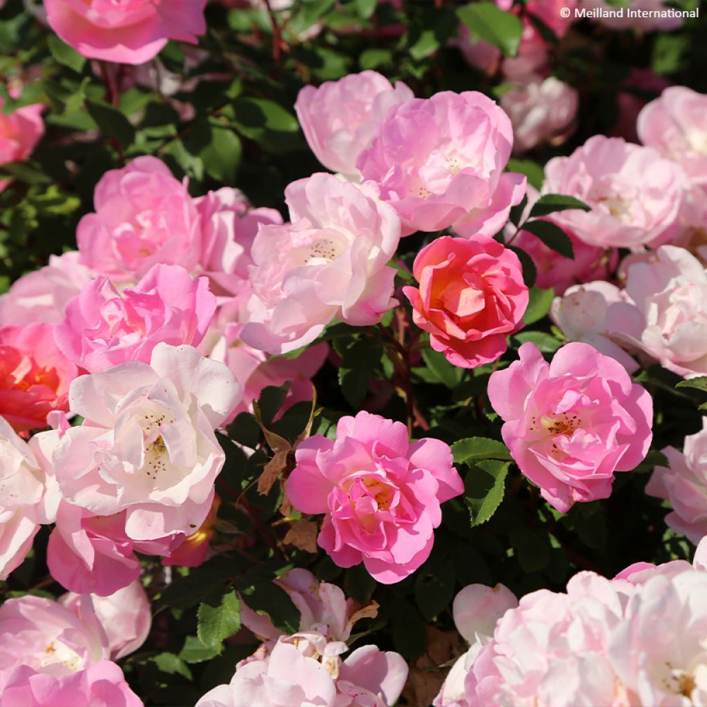 Rosa tappezzante Meillandecor Pink Chantilly Meilevire