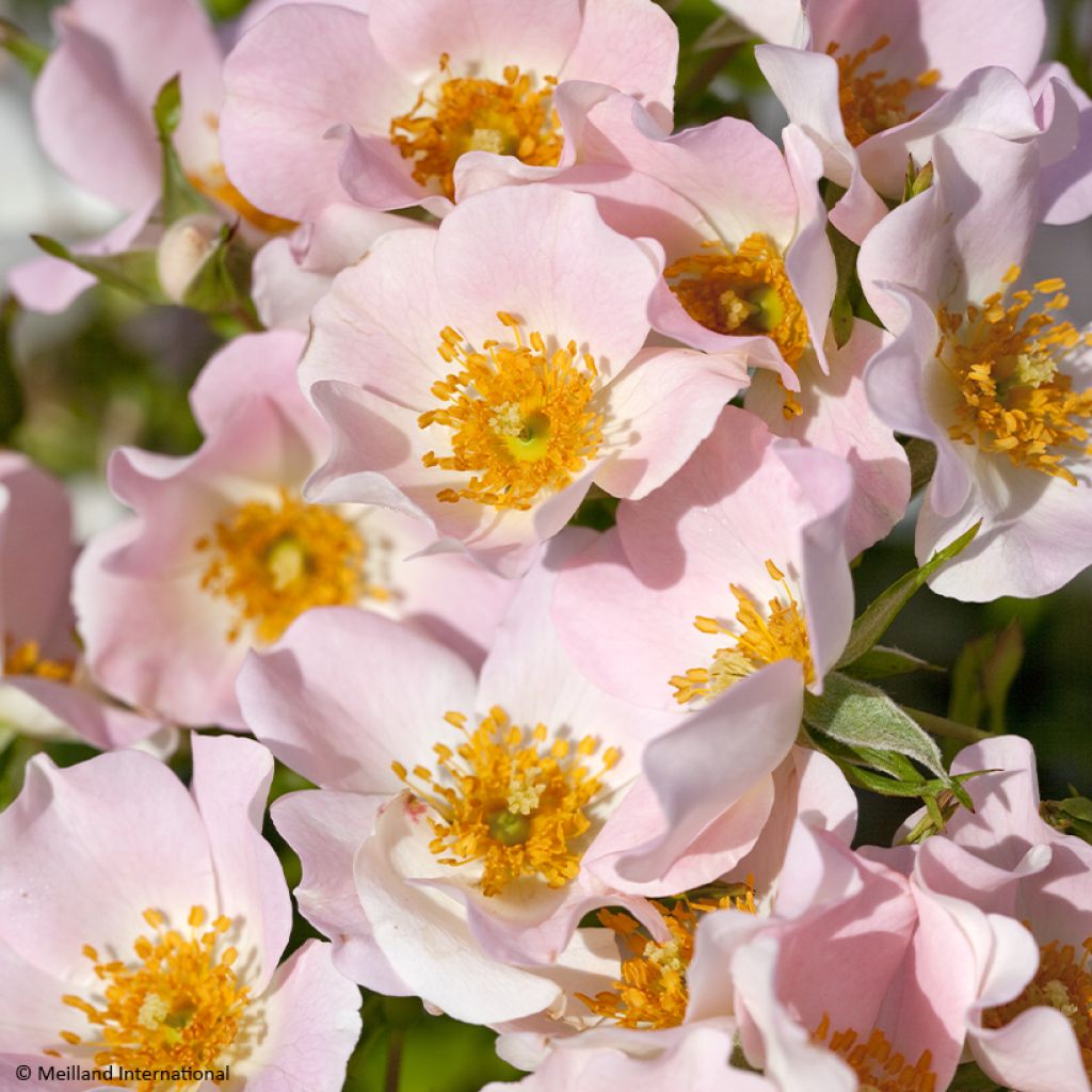 Rosa Street Colors Champs Elysées 'Meiplumty'