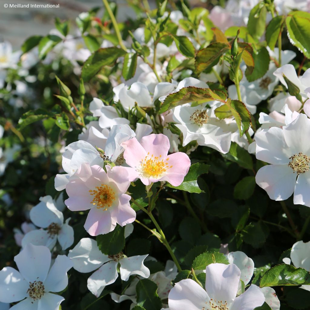 Rosa Street Colors Champs Elysées 'Meiplumty'