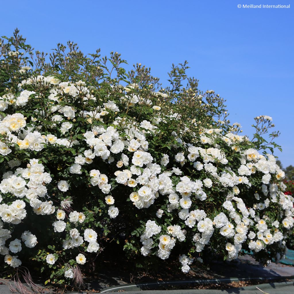 Rosa Street Colors La Grande Motte Meimeigea