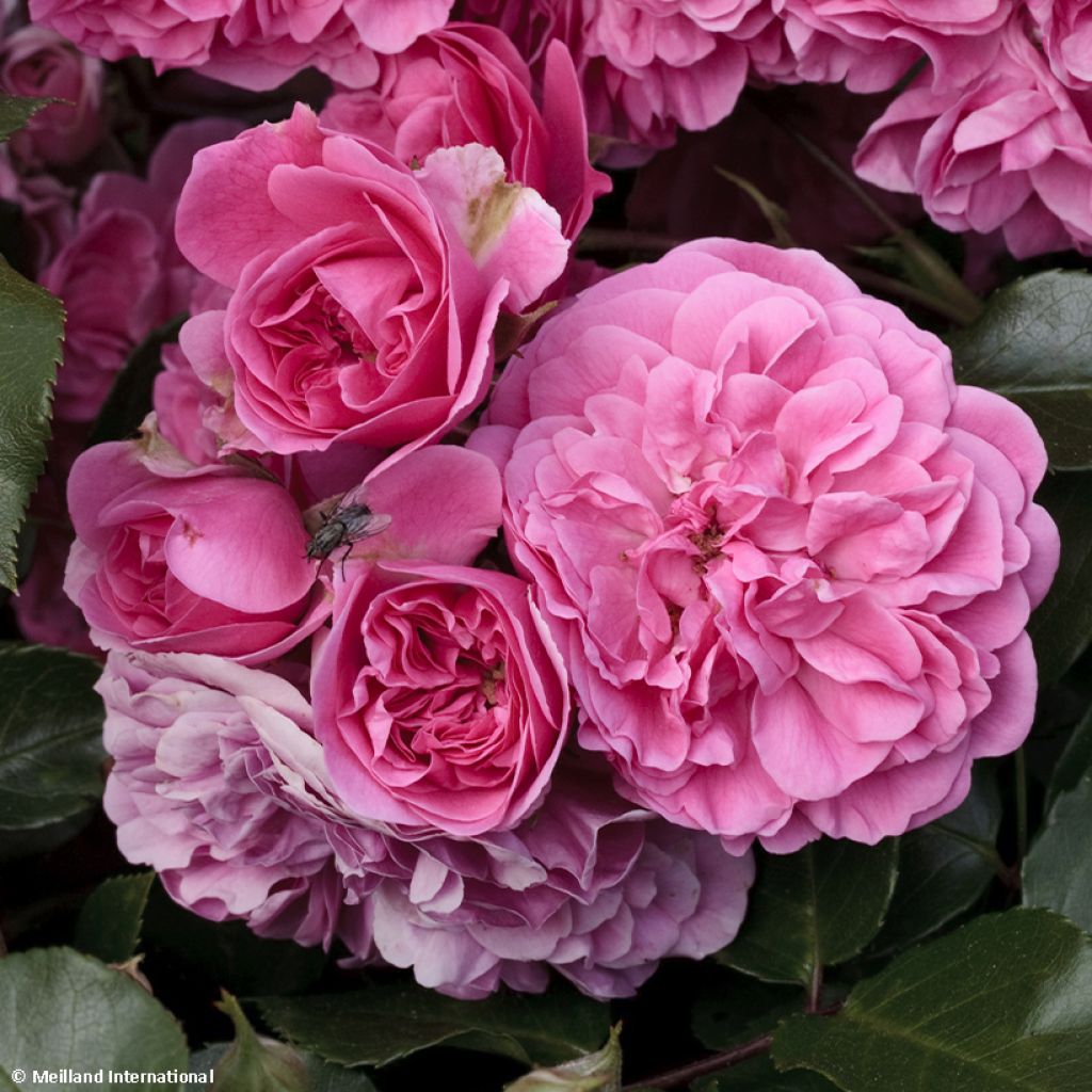 Rosa polyantha Les Quatre Saisons