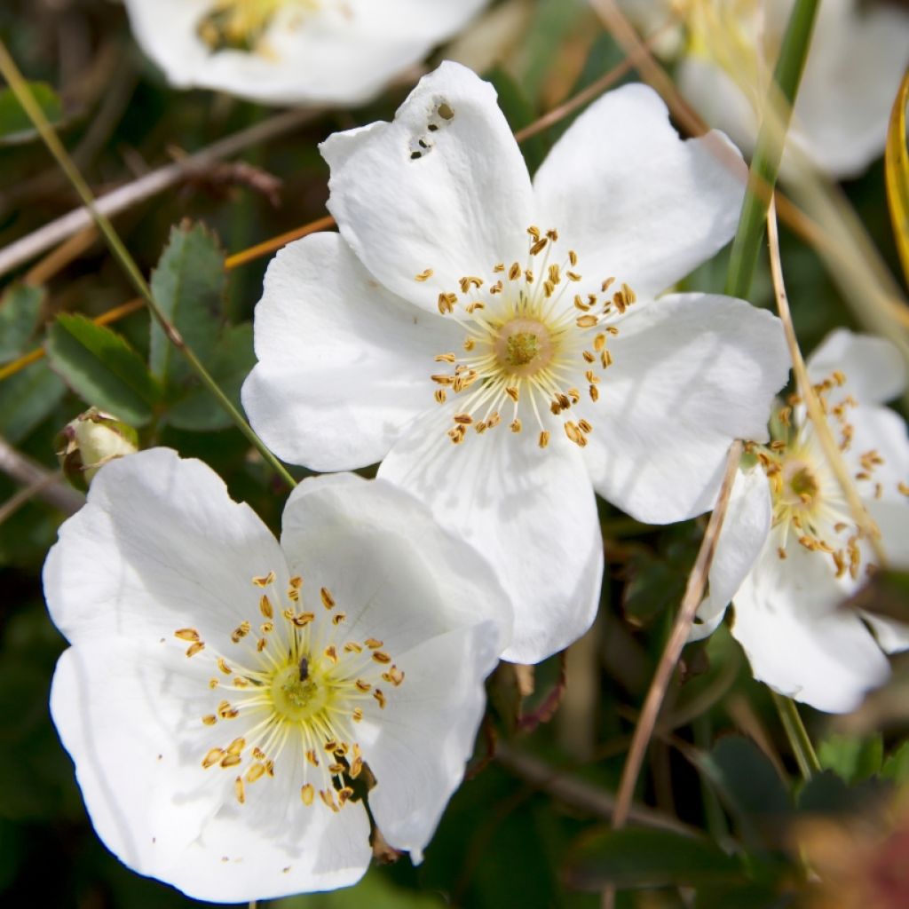Rosa pimpinellifolia - Rosa botanico