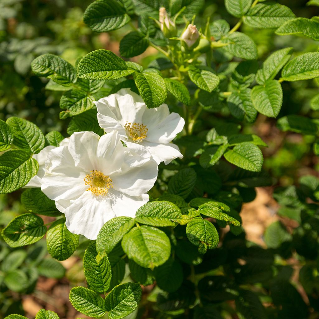 Rosa rugosa Alba