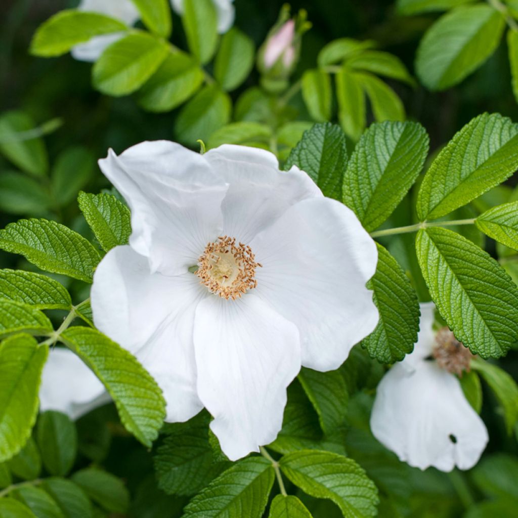 Rosa rugosa Alba