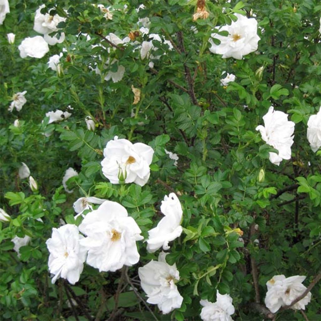 Rosa rugosa Blanc Double de Coubert