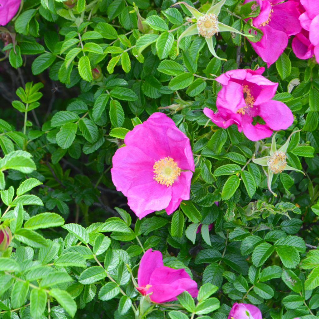Rosa rugosa Frau Dagmar Hastrup