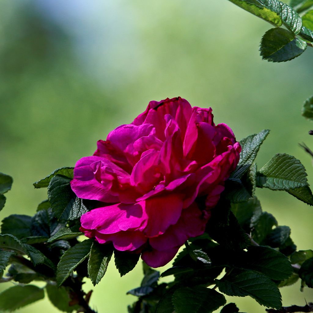 Rosa rugosa Hansa
