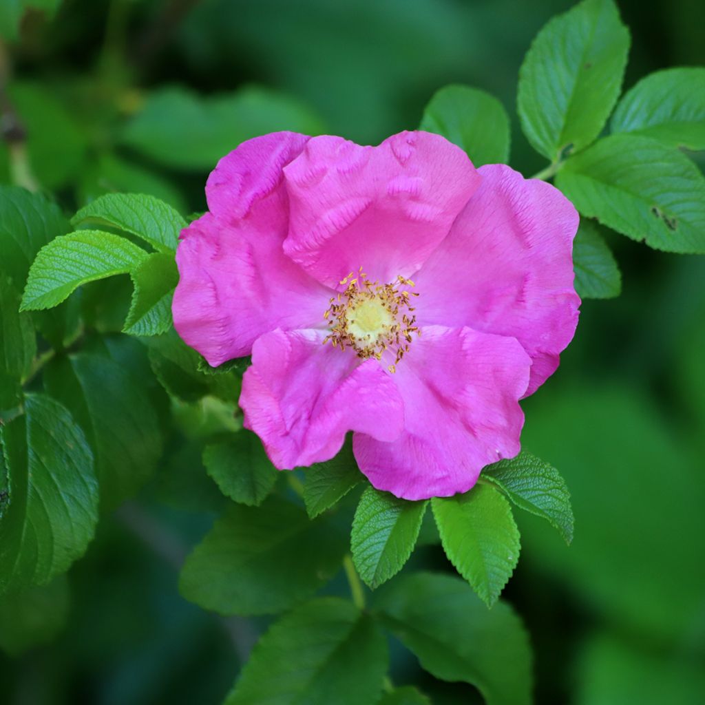 Rosa rugosa