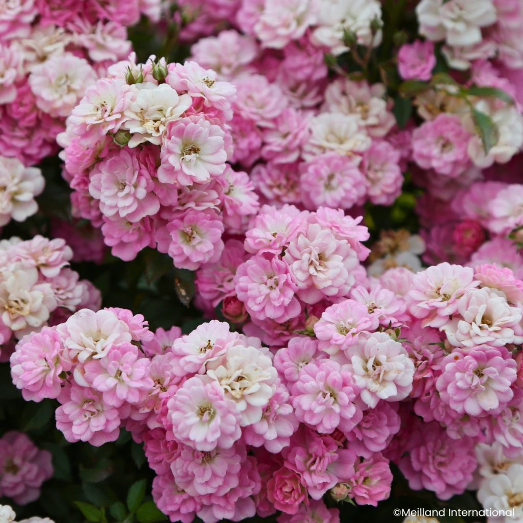 Rosa Galaxy Naos - Rose miniatura