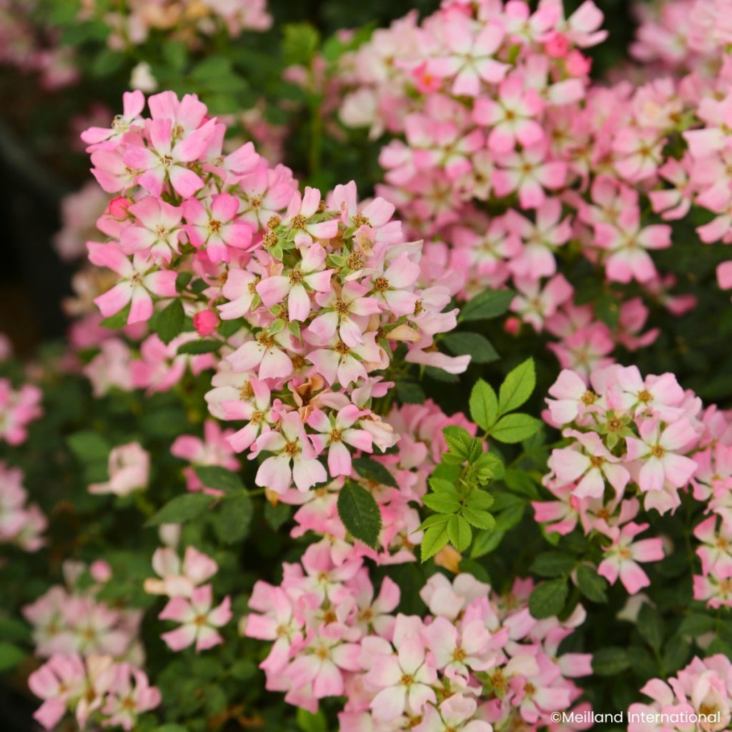 Rosa Galaxy Vega - Rose miniatura