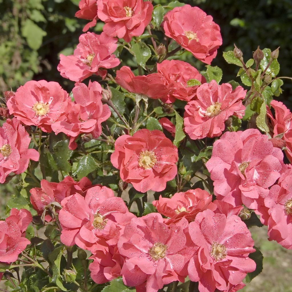 Rosa polyantha PATIO ROSE Xenia Korpinka