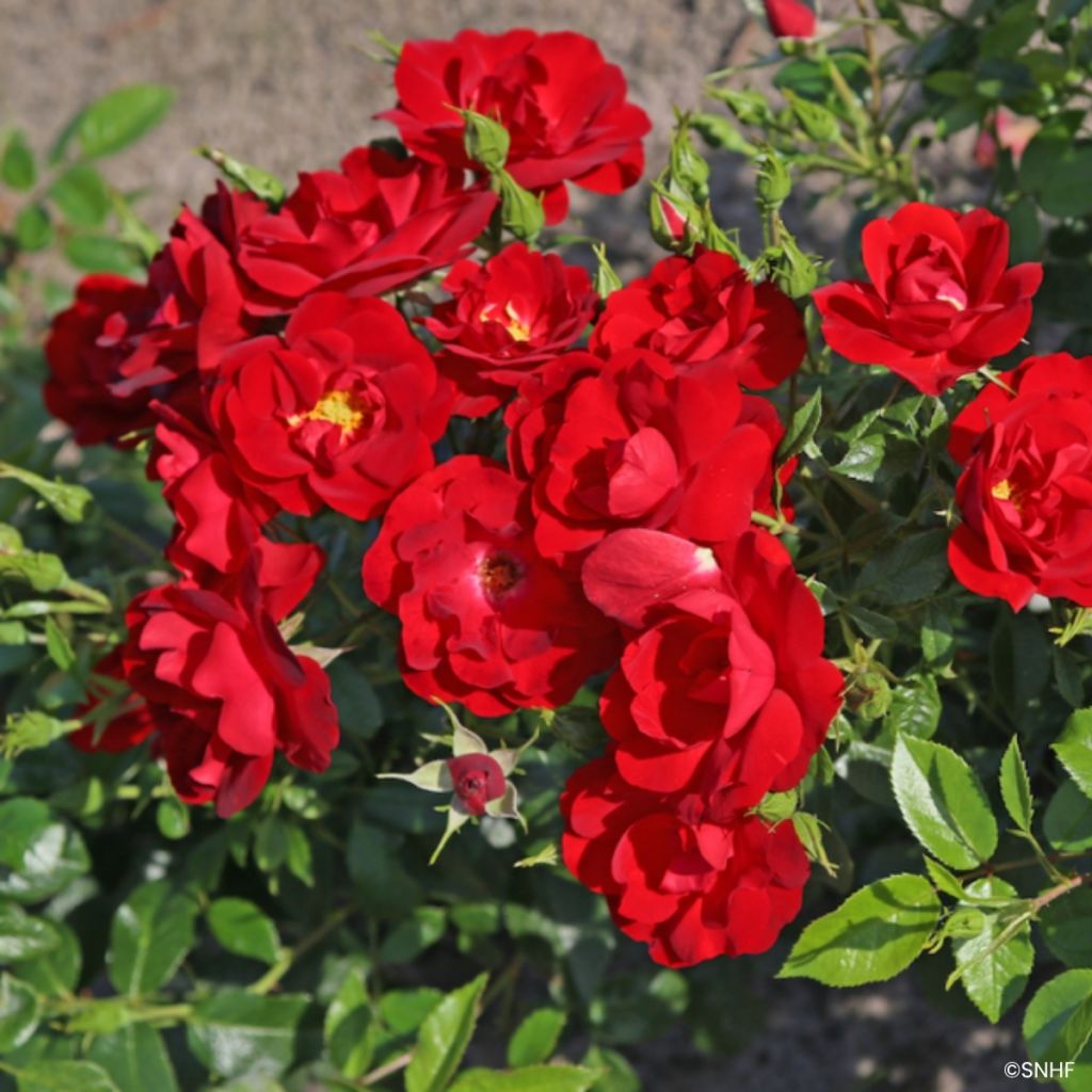 Rosa Société Nationale d’Horticulture de France