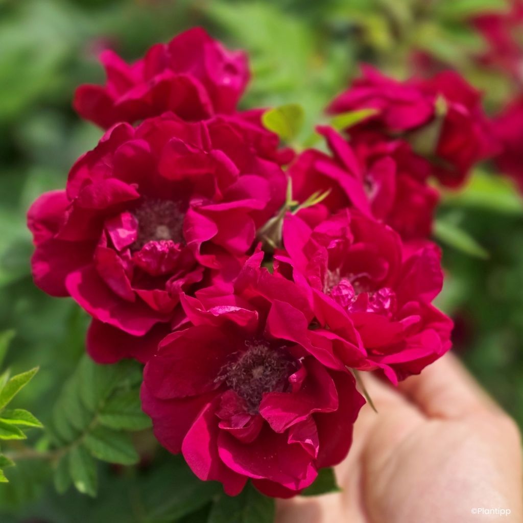 Rosier à fleurs groupées Take it Easy Red 