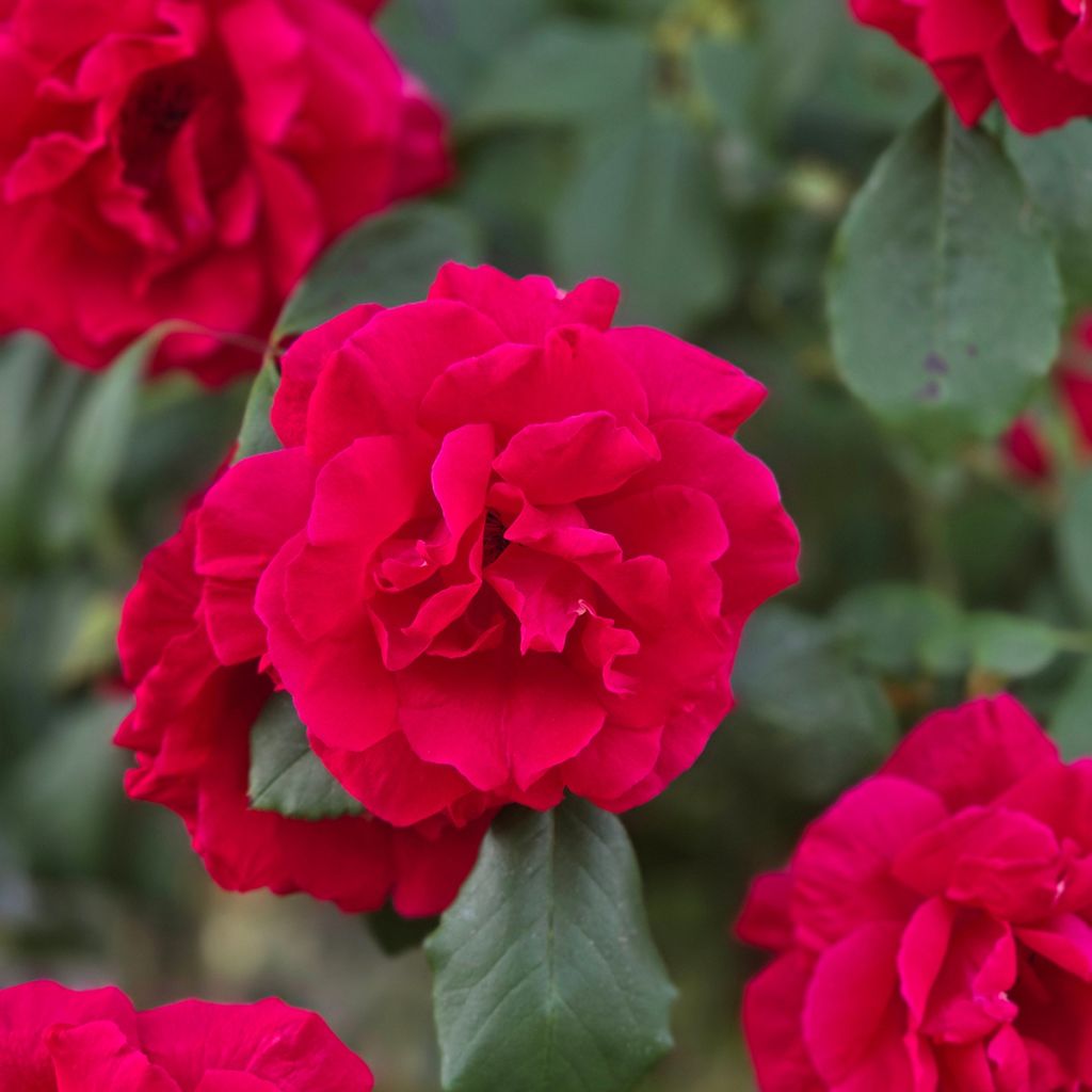 Rosa rampicante Guirlande fleurie 