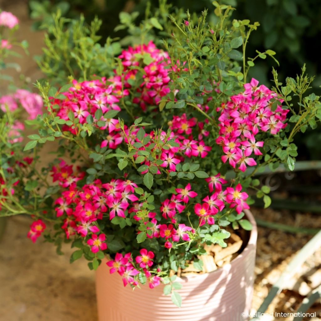 Rosa Galaxy Antares - Rose miniatura