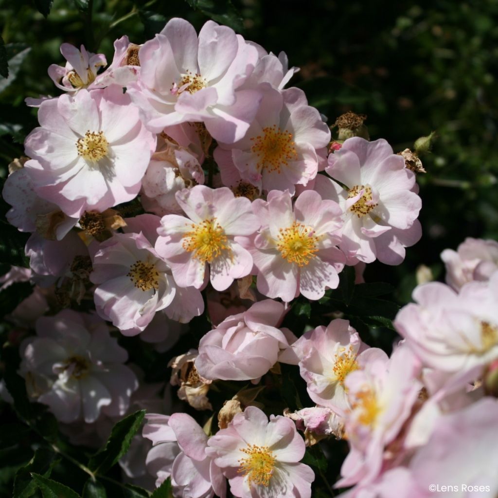 Rosier miniature Ma Fille Sara