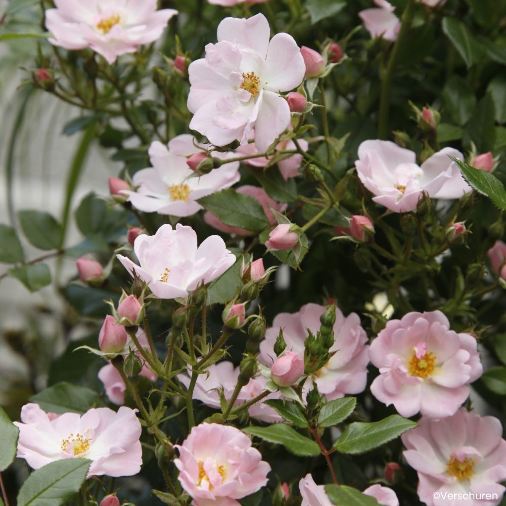 Rosa Sternenhimmel - Rose miniatura