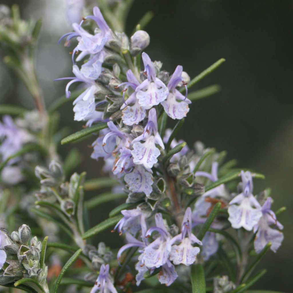 Rosmarinus officinalis - Rosmarino