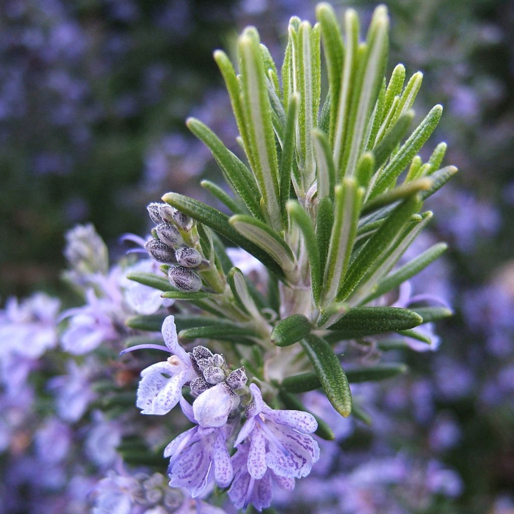 Rosmarinus officinalis - Rosmarino
