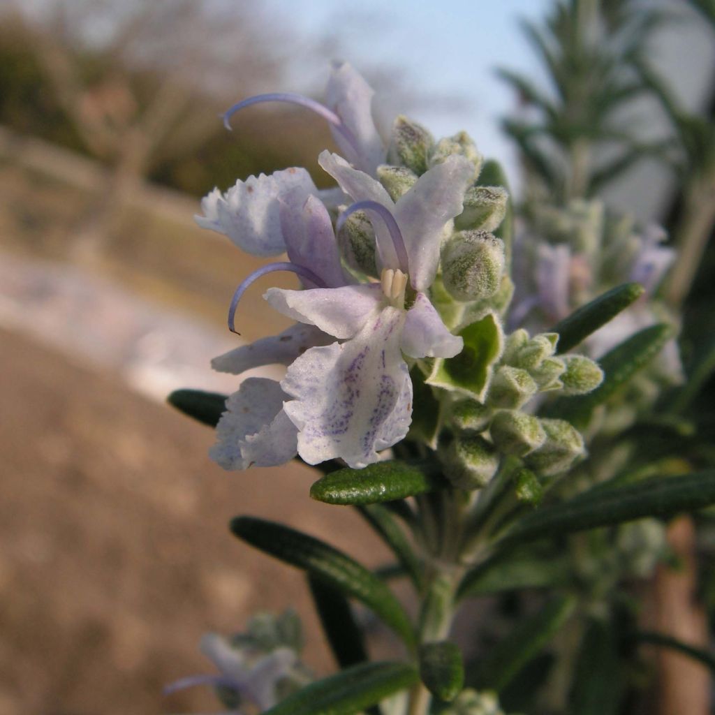 Rosmarinus officinalis Albiflorus - Rosmarino