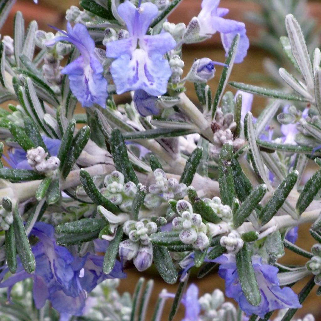 Rosmarinus officinalis Whitewater Silver - Rosmarino