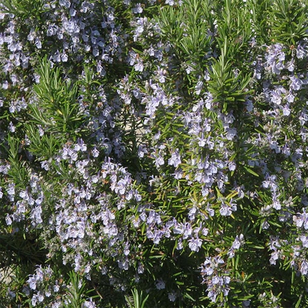 Rosmarinus officinalis Bio (piante) - Rosmarino