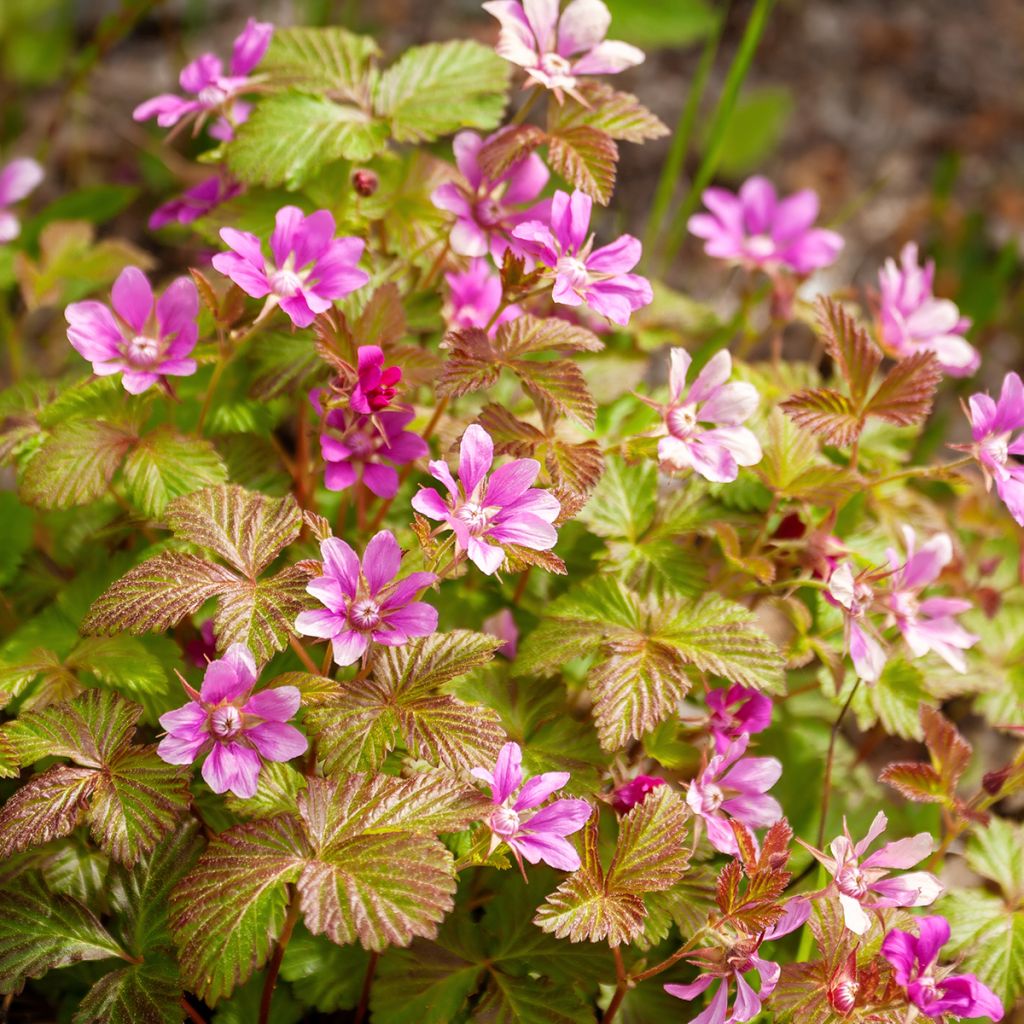 Rubus arcticus Beata - Lampone artico