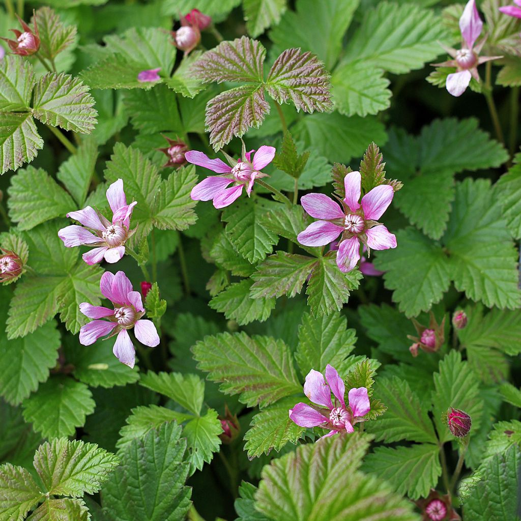 Rubus arcticus Beata - Lampone artico