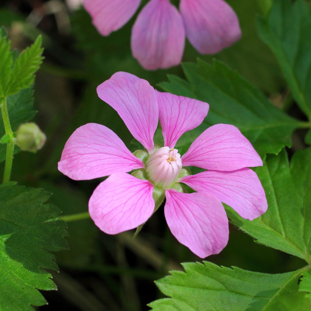Rubus arcticus Beata - Lampone artico