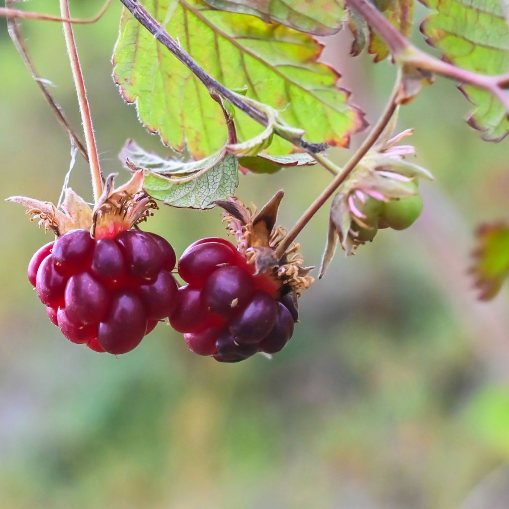 Rubus arcticus Beata - Lampone artico