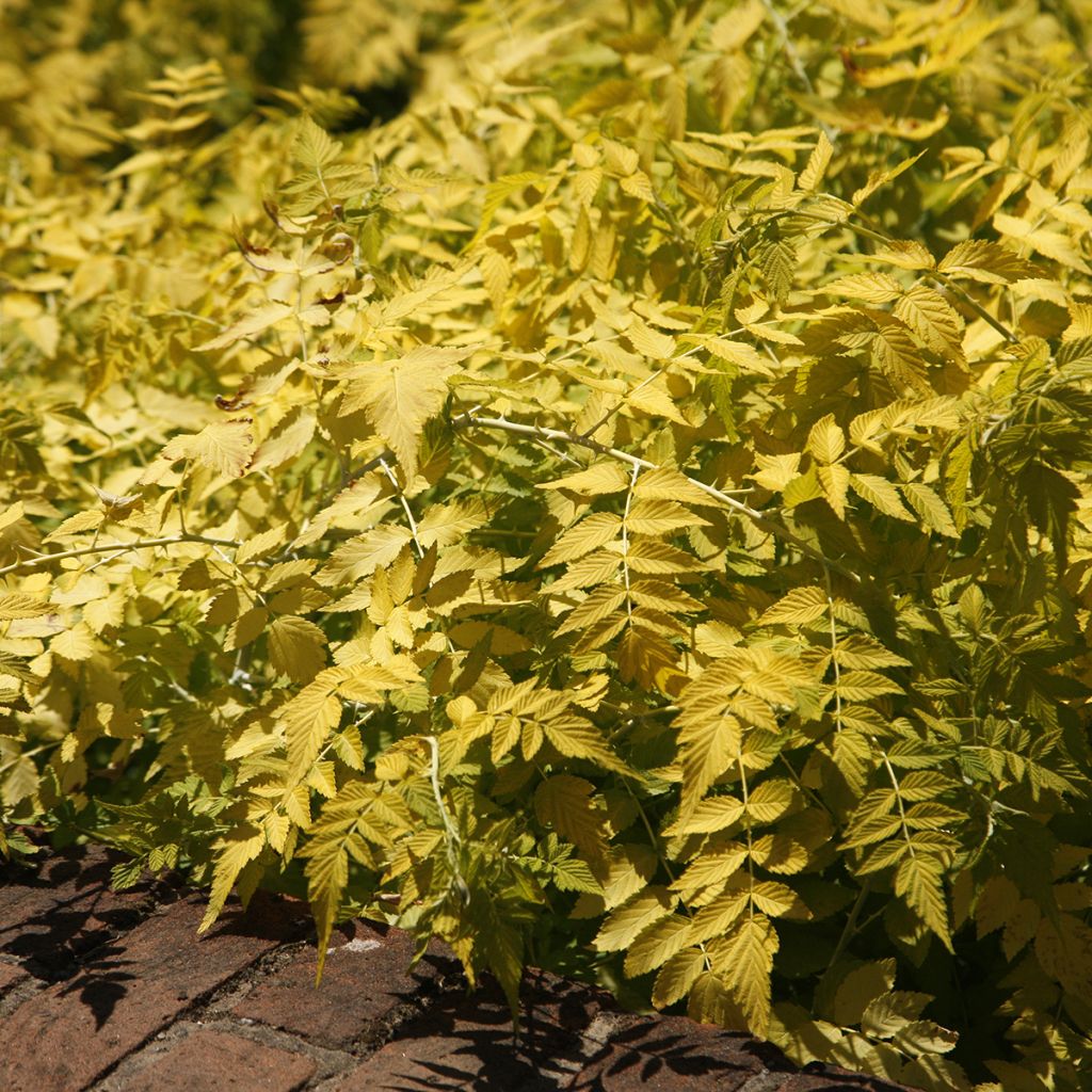 Rubus cockburnianus Golden Vale - Rovo dal gambo bianco