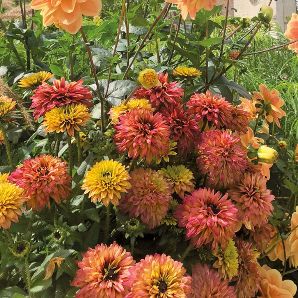 Rudbeckia Rudy Double Rose Yellow (piantine)