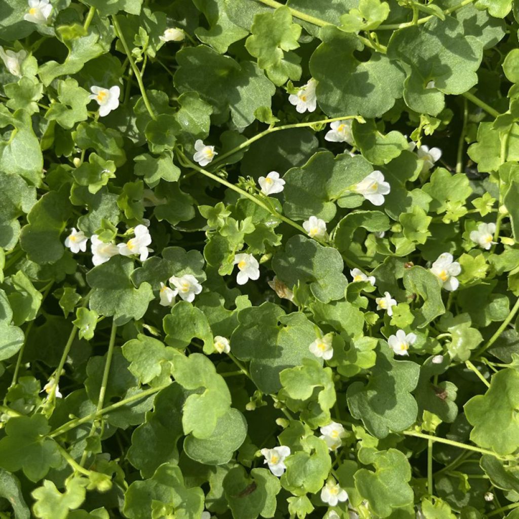 Cymbalaria muralis Alba - Ciombolino comune