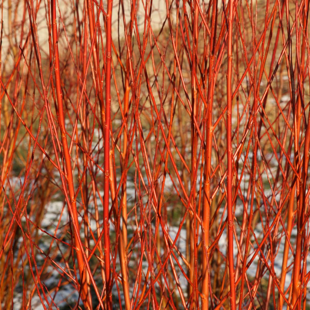 Salix alba Flame