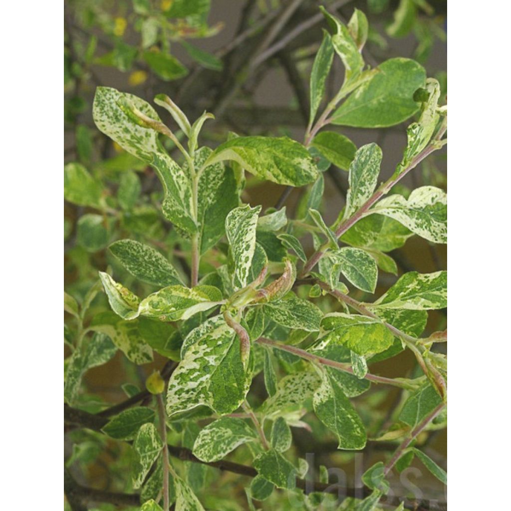 Salix cinerea Tricolor - Saule cendré