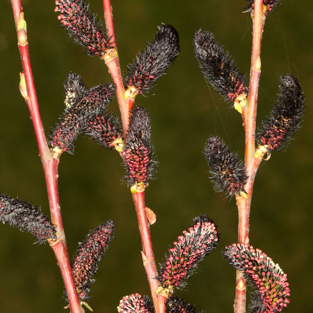 Salix gracilistyla Melanostachys