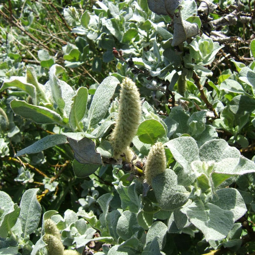 Salix lanata - Salice lanoso