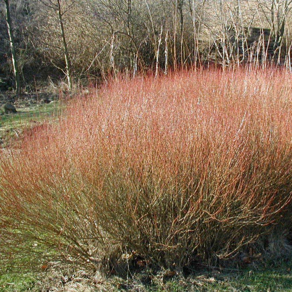 Salix purpurea Nana - Salice rosso nano