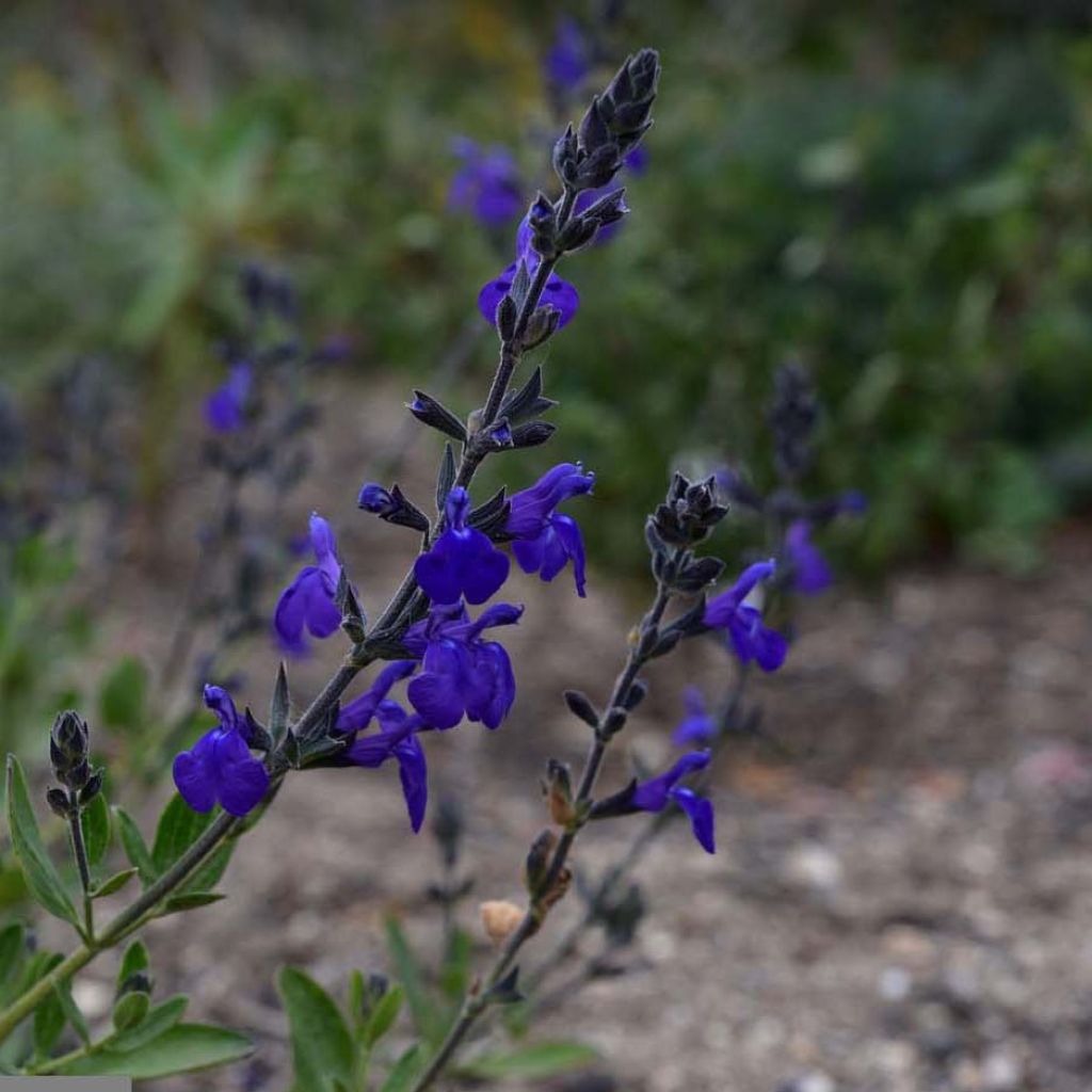 Salvia microphylla Blue Note - Salvia arbustiva