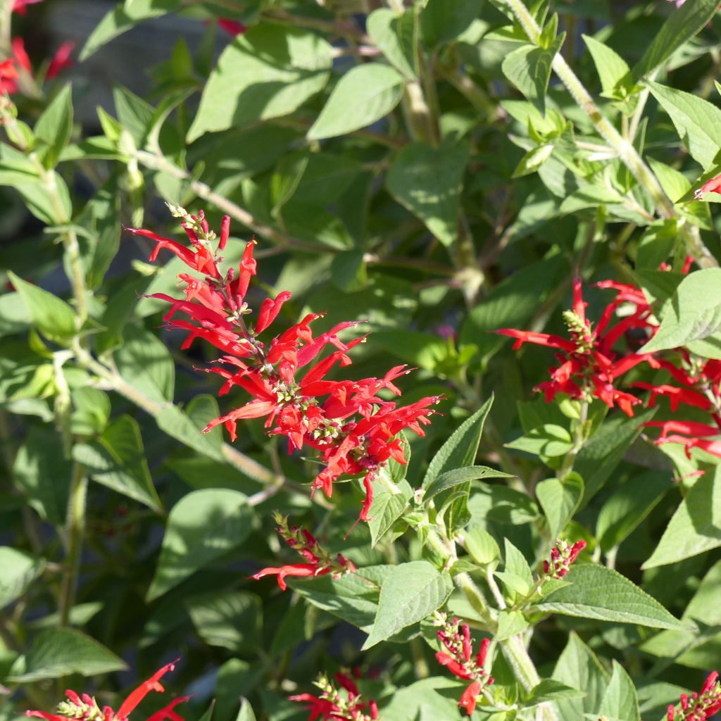 Salvia elegans Ananas - Salvia ananas