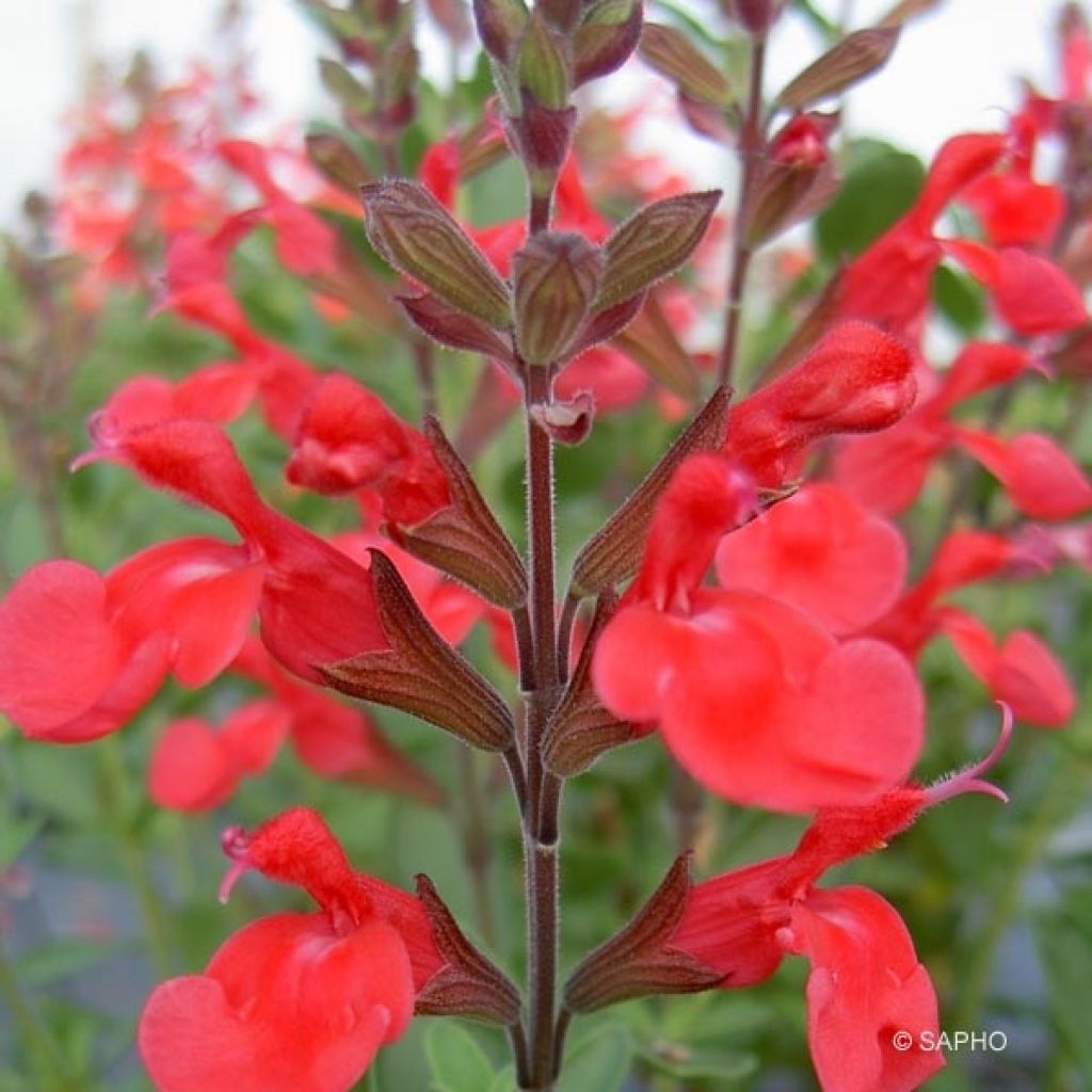 Salvia jamensis Flammenn - Salvia arbustiva