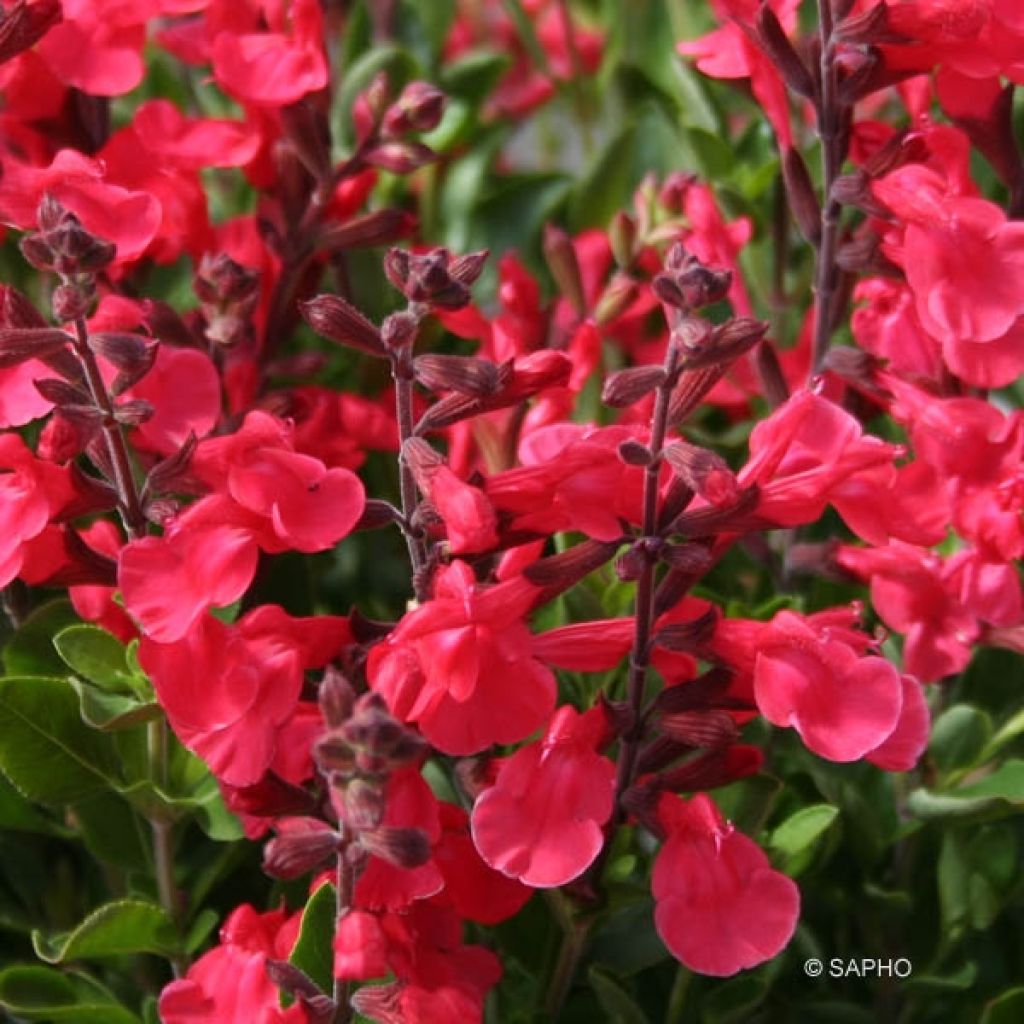 Salvia jamensis Flammenn - Salvia arbustiva