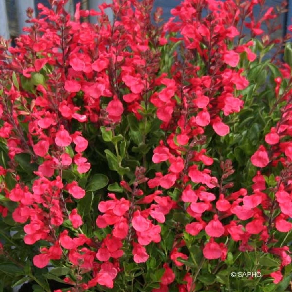 Salvia jamensis Flammenn - Salvia arbustiva